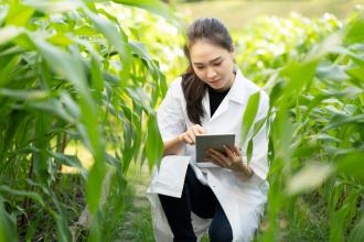 Woman in cornfield looking at data pad.