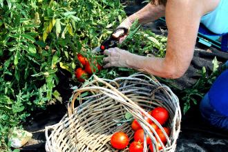 Tomatoes picked and placed in a basket. 