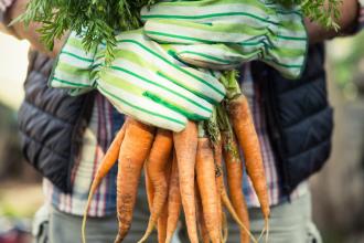 Fresh carrots being held. 